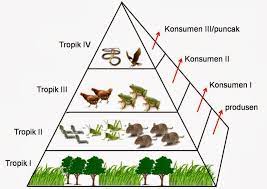biomassa terbesar di piramida makanan